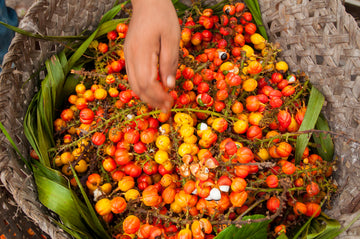 Whole-seed guaraná fruit harvested in the Amazon rainforest